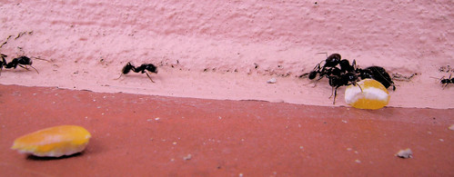 Ants III