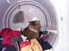 dryer cat