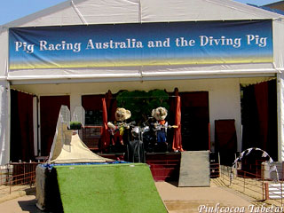 Pig Racing & Diving Pig