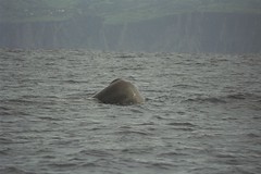 spermwhale Azores