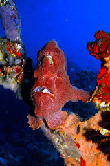 Frogfish, Blue Water 2
