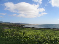 [Photo of yellow flowers and Pacific coastline]