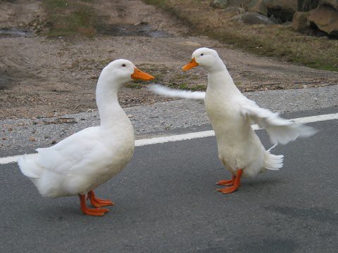 duckdance