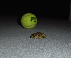 Frog and ball