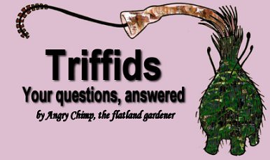 Triffids, Q&A