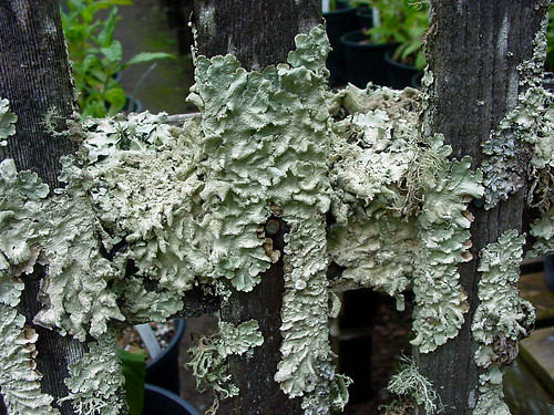 Lichens on Fence