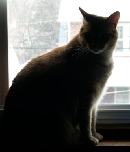 CLICK FOR LARGER IMAGE -- Milo in Window