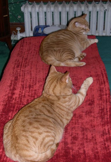CLICK FOR LARGER IMAGE -- Tandem Kitties