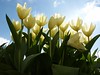 Towering tulips