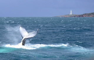 Whale Watching - Western Australia south west coast