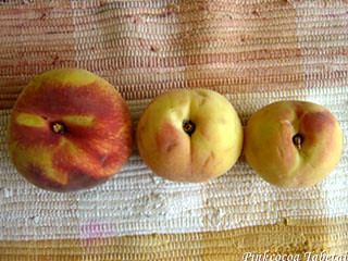 L-Peach M-Peach S-Peaches