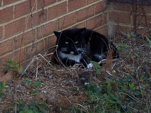 the neighborhood tuxedo cat hanging out in the flower bed