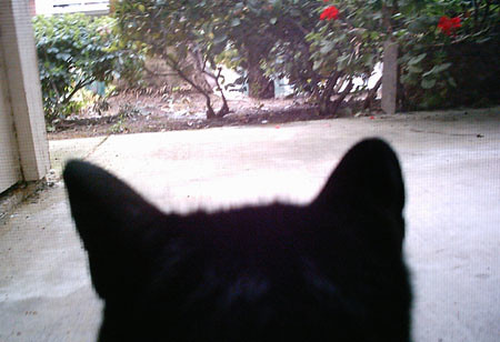 as seen through the eyes of a cat