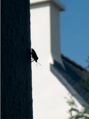 28 mars 2005, insecte descendant le long du mur