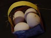 Our own eggs, gift from our chickens