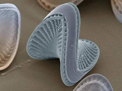 diatoms4