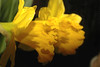 Daffodil Reflections