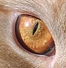 Samson's orange eye
