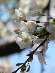 cherry blossom in Meguro