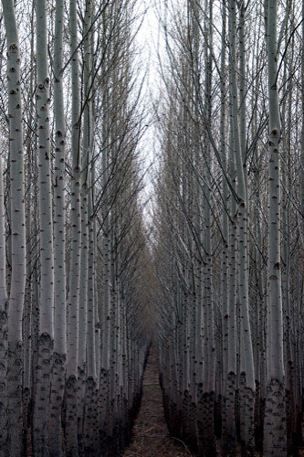 Oregon Dogwoods I by Terry Bain