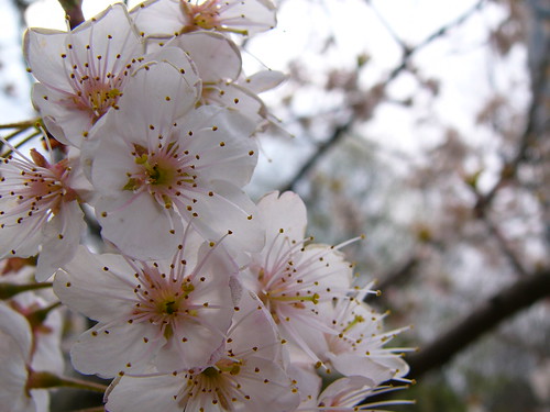 サクランボの桜