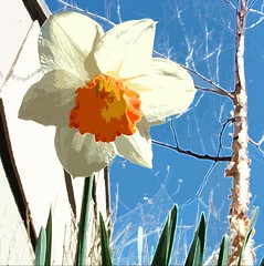 digital daffodil